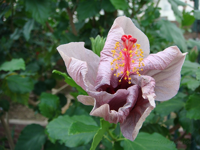 347 Longwood Gardens [2008 August 23].JPG - Longwood Gardens in Pennsylvania